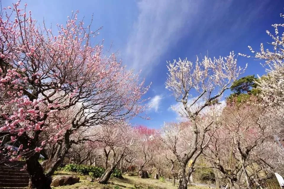 Atami Plum Garden Early Blooming Festival