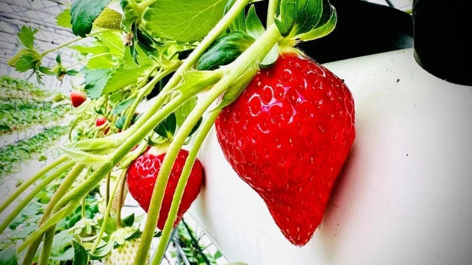 Japanese Festival Food Stalls at Kawazu Sakura