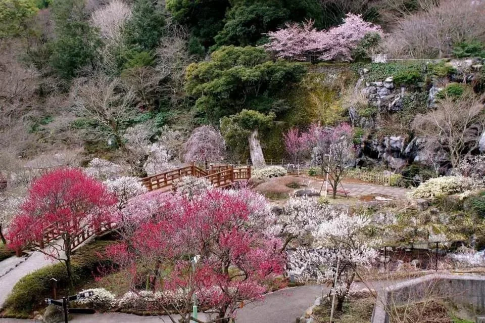 Scenic Kawazu River lined with Cherry Trees